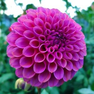 Dahlia Isabel