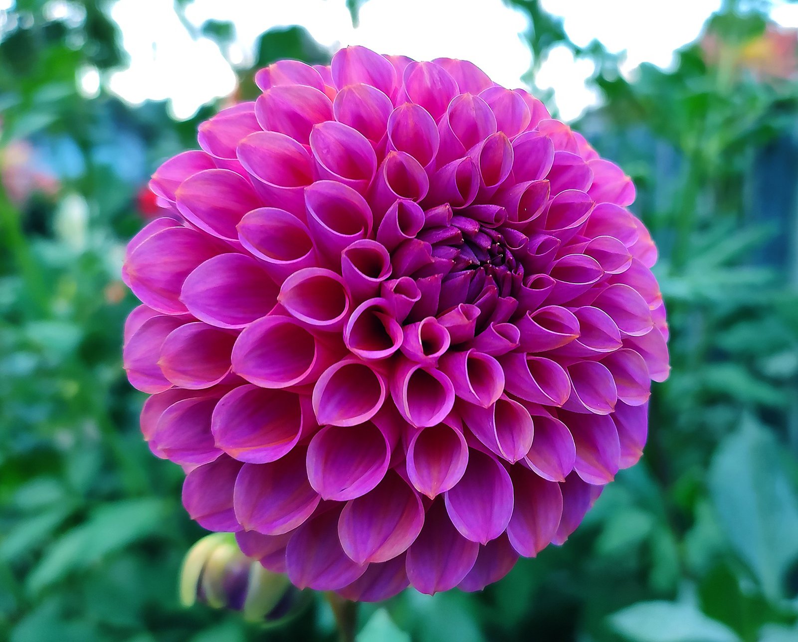 Dahlia Isabel