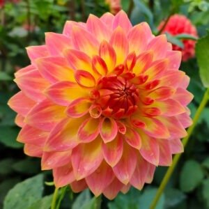 Dahlia Joal Georgia