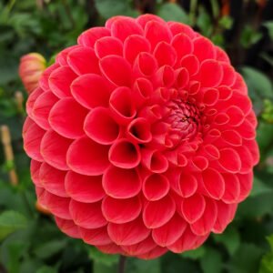 Dahlia Jomanda