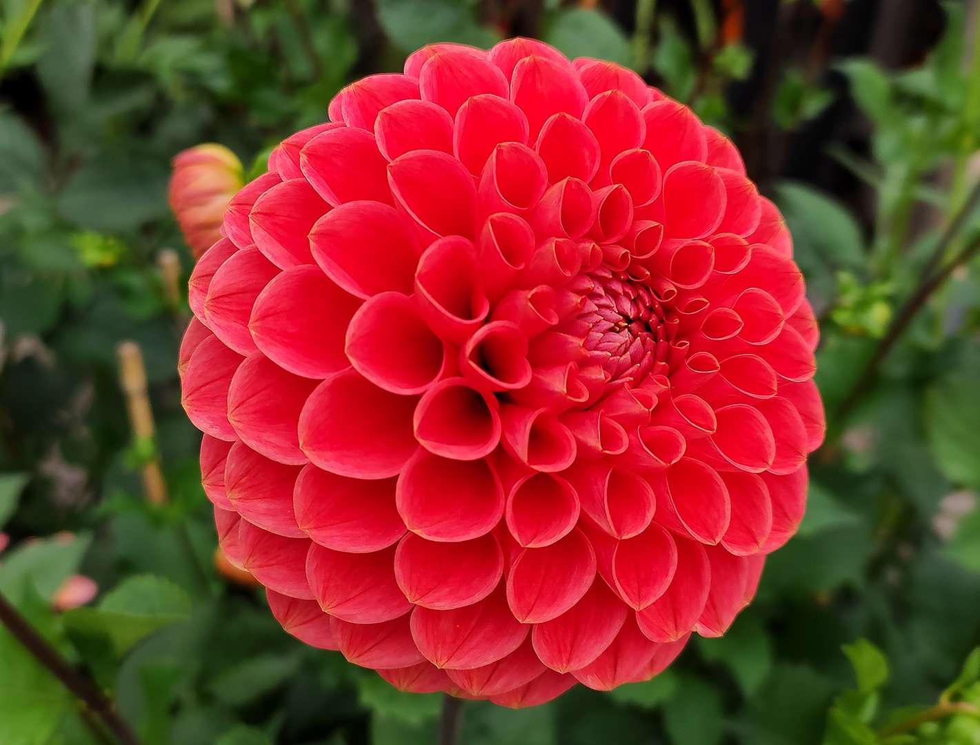 Dahlia Jomanda