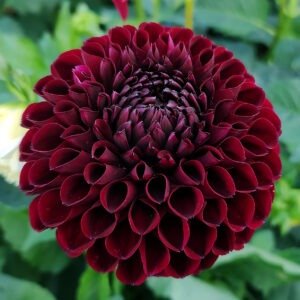Alternative view of Dahlia Jowey Mirella