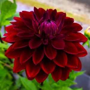 Dahlia Kaisha Lea