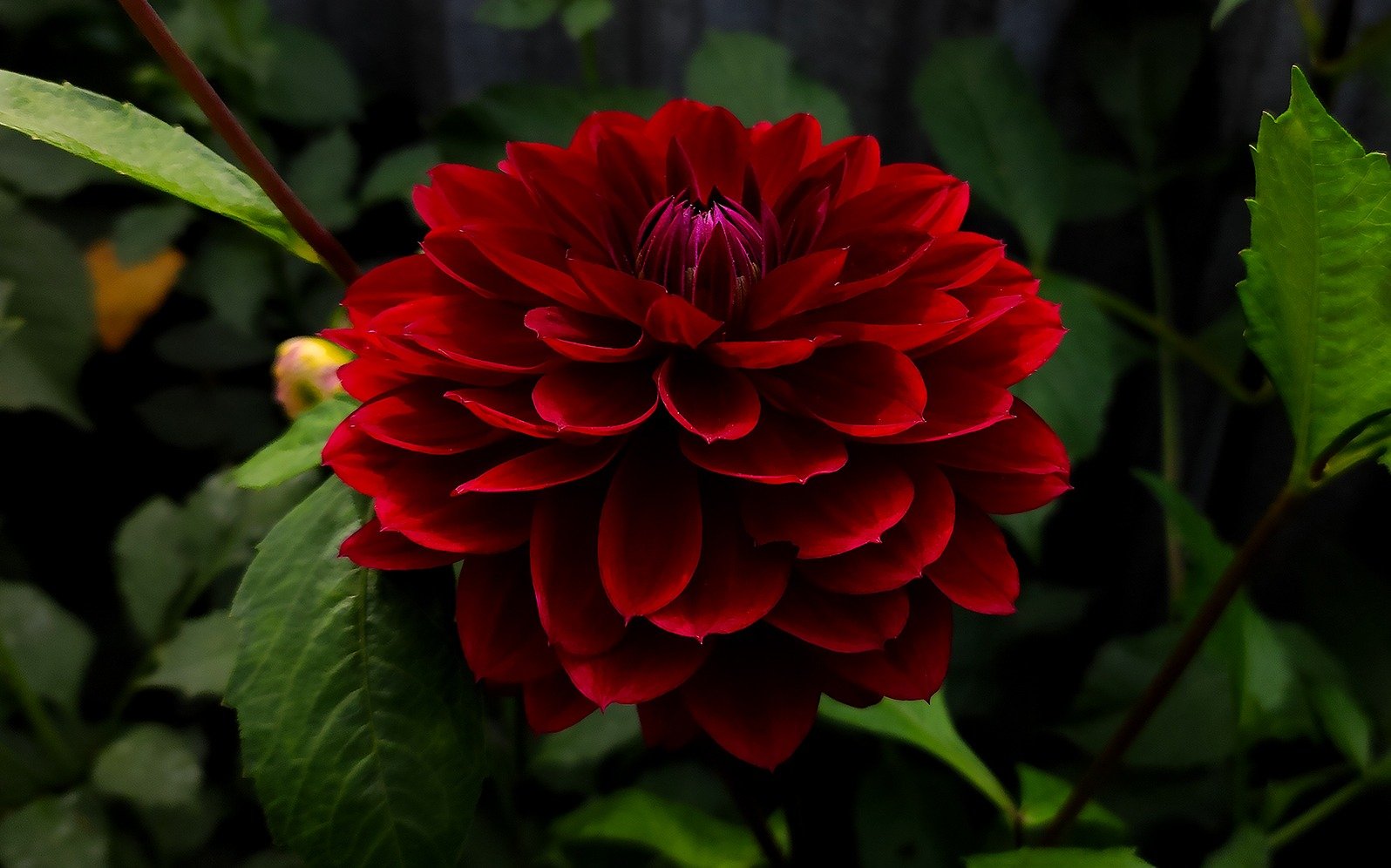 Dahlia Kaisha Lea