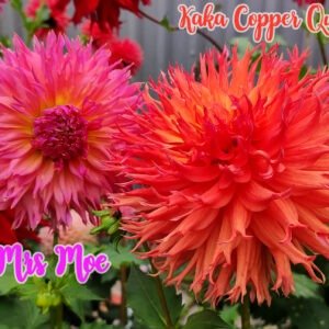 Alternative view of Dahlia Kaka Copper Queen