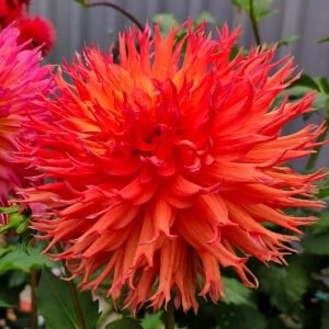 Dahlia Kaka Copper Queen