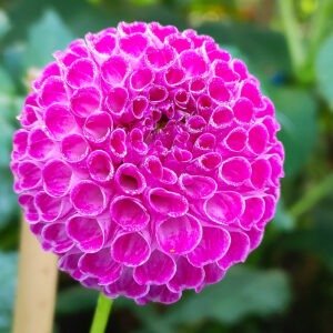 Alternative view of Dahlia Minx