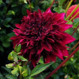 Dahlia Soulman