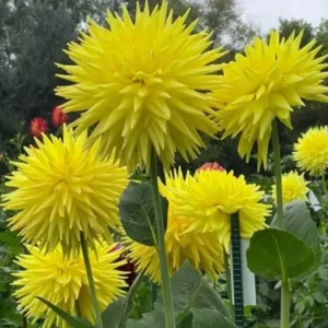 Dahlia Clearview Sundance