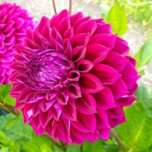 Dahlia Diva