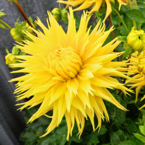 Dahlia Encore