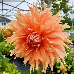 Dahlia Fairway Spur