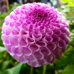 Dahlia Frank Holmes