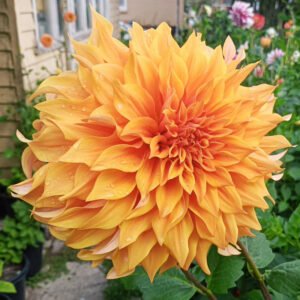 Dahlia Great Hercules