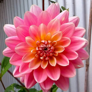 Dahlia Gerrie Hoek