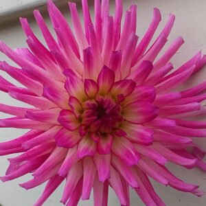 Dahlia Glenbank Joy