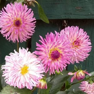 Alternative view of Dahlia Glenbank Joy