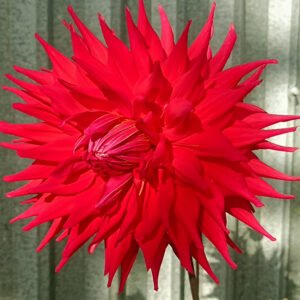 Dahlia Holly Houston