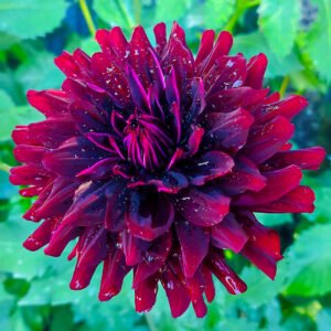 Alternative view of Dahlia Hollyhill Black Beauty