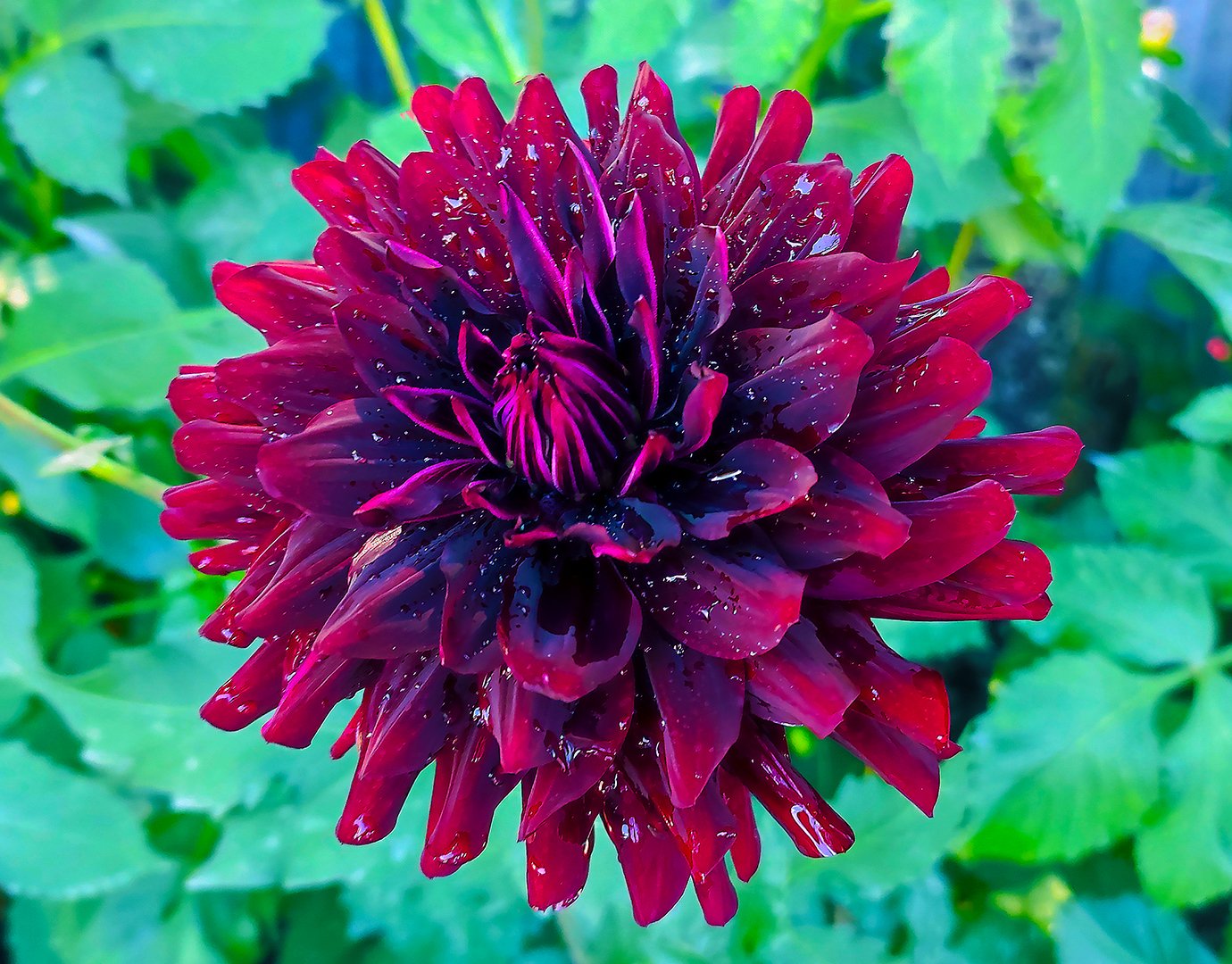 Dahlia Hollyhill Black Beauty - Image 2