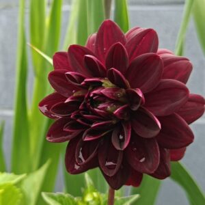 Dahlia Arabian Night
