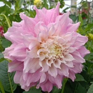 Dahlia Gitt's Perfection