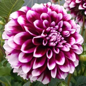 Dahlia Edinburgh