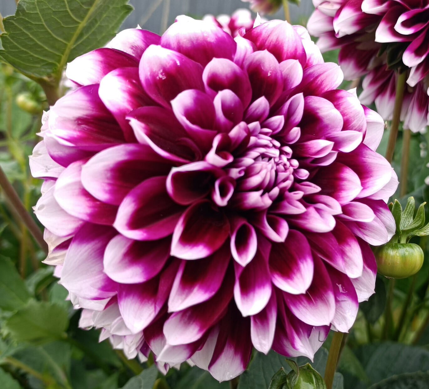 Dahlia Edinburgh