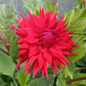 Dahlia Indian Summer