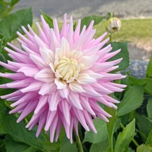 Dahlia Hillcrest Candy