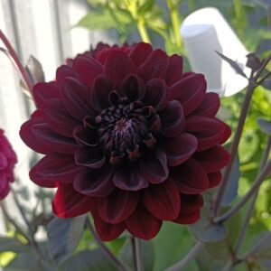 Alternative view of Dahlia Karma Choc