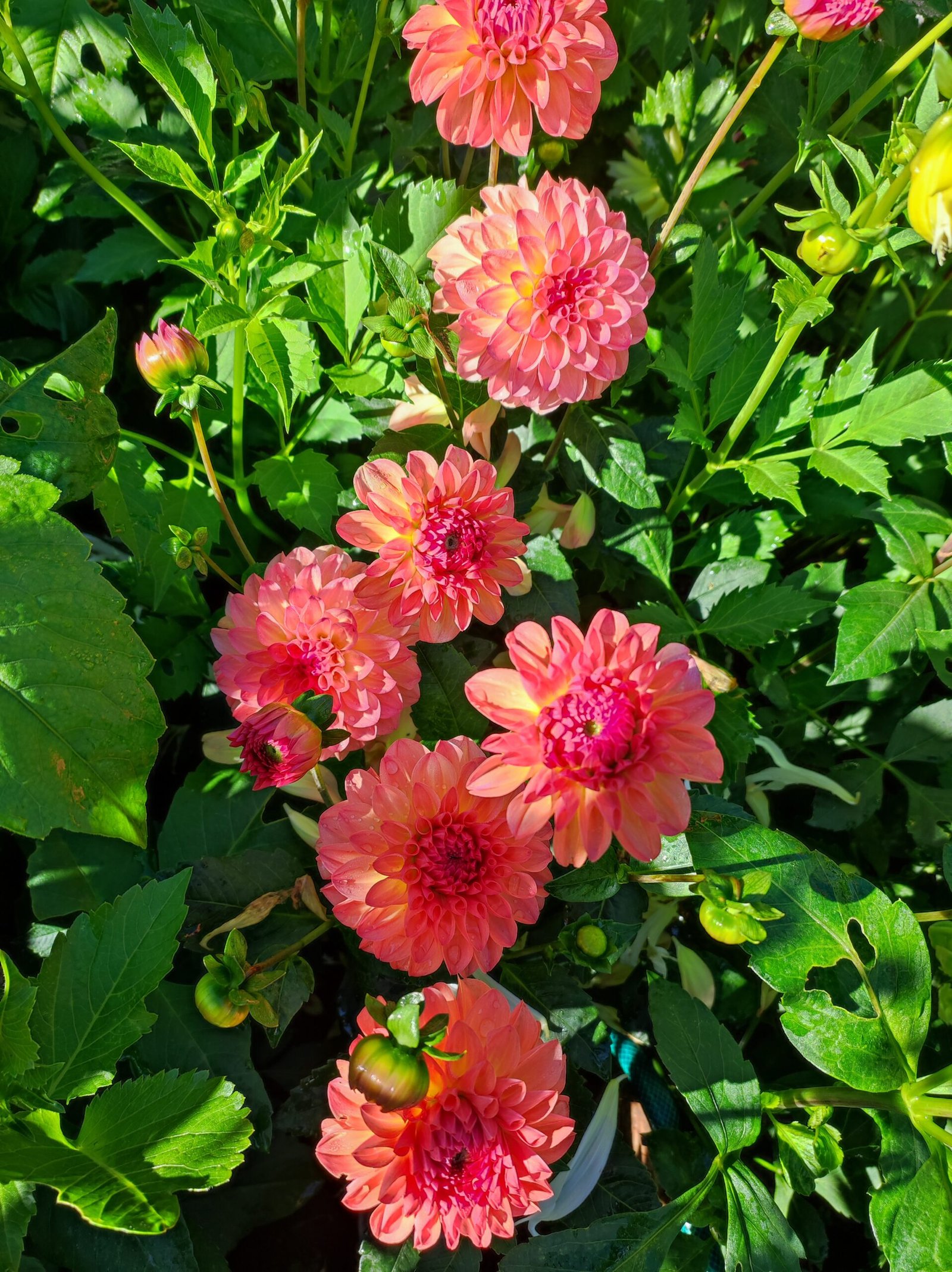 Dahlia Sebastian - Image 2