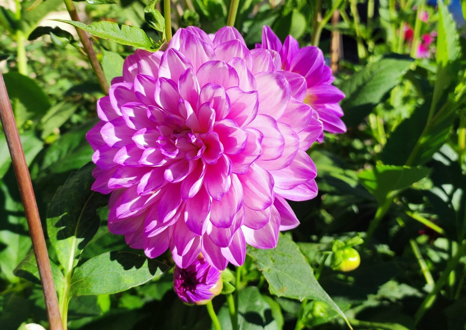Dahlia Blue Wish - Image 2