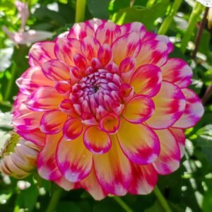 Dahlia Hawaii