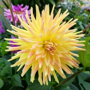 Dahlia Cabana Banana