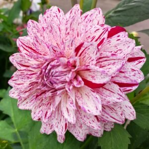 Dahlia Fernridge Painted Lady