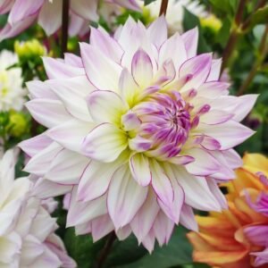 Dahlia Crazy Love