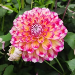 Alternative view of Dahlia Hawaii