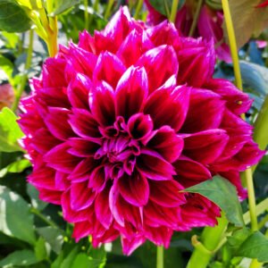Dahlia Crushed Velvet