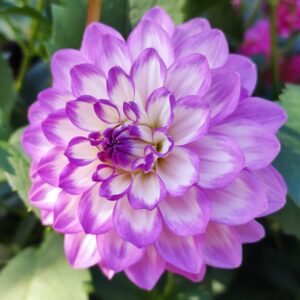 Dahlia Blue Wish