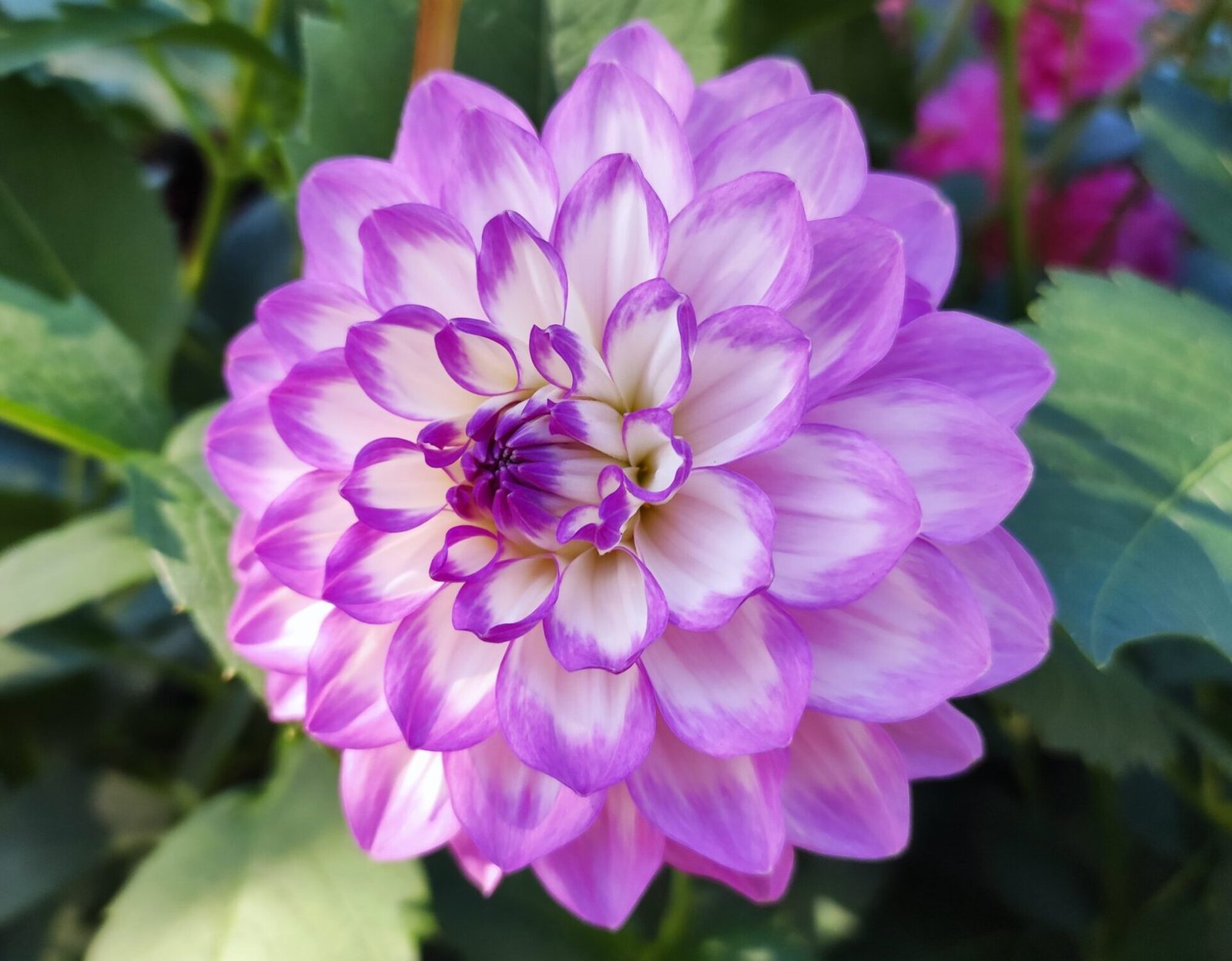 Dahlia Blue Wish