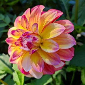 Dahlia Caribbean Fantasy