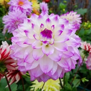Alternative view of Dahlia Hapet Blue Eyes