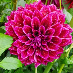 Alternative view of Dahlia Crushed Velvet