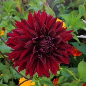 Dahlia Black Touch