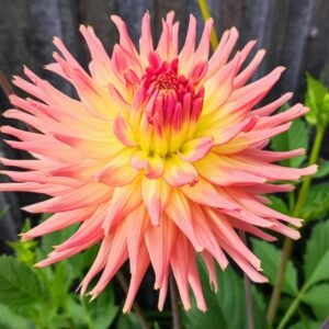 Dahlia Camano Sitka