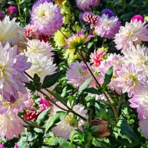 Alternative view of Dahlia Crazy Love