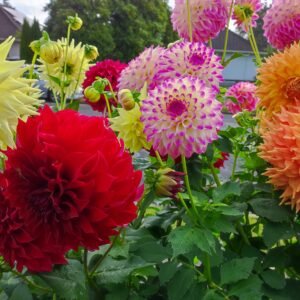 Alternative view of Dahlia Formby Art