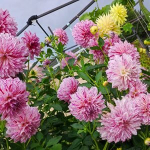 Alternative view of Dahlia Fernridge Painted Lady