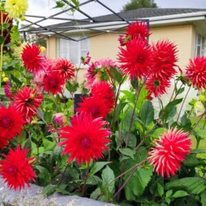 Alternative view of Dahlia Indian Summer